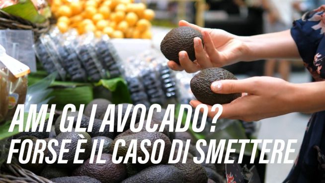 Avocado: ecco alcuni motivi per smettere di mangiarli