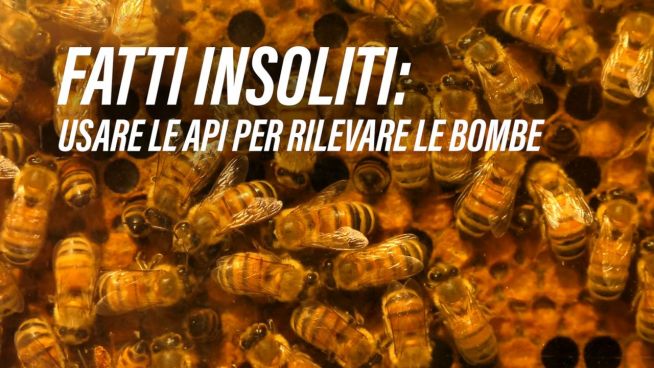 Localizzare le bombe usando le api? Si può fare!