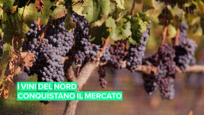 I paesi del nord conquistano l'industria del vino