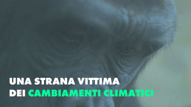 Chi l'avrebbe detto che il clima colpisse anche… questo?