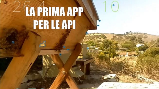 Una app per le api: l'alveare intelligente previene invece di curare
